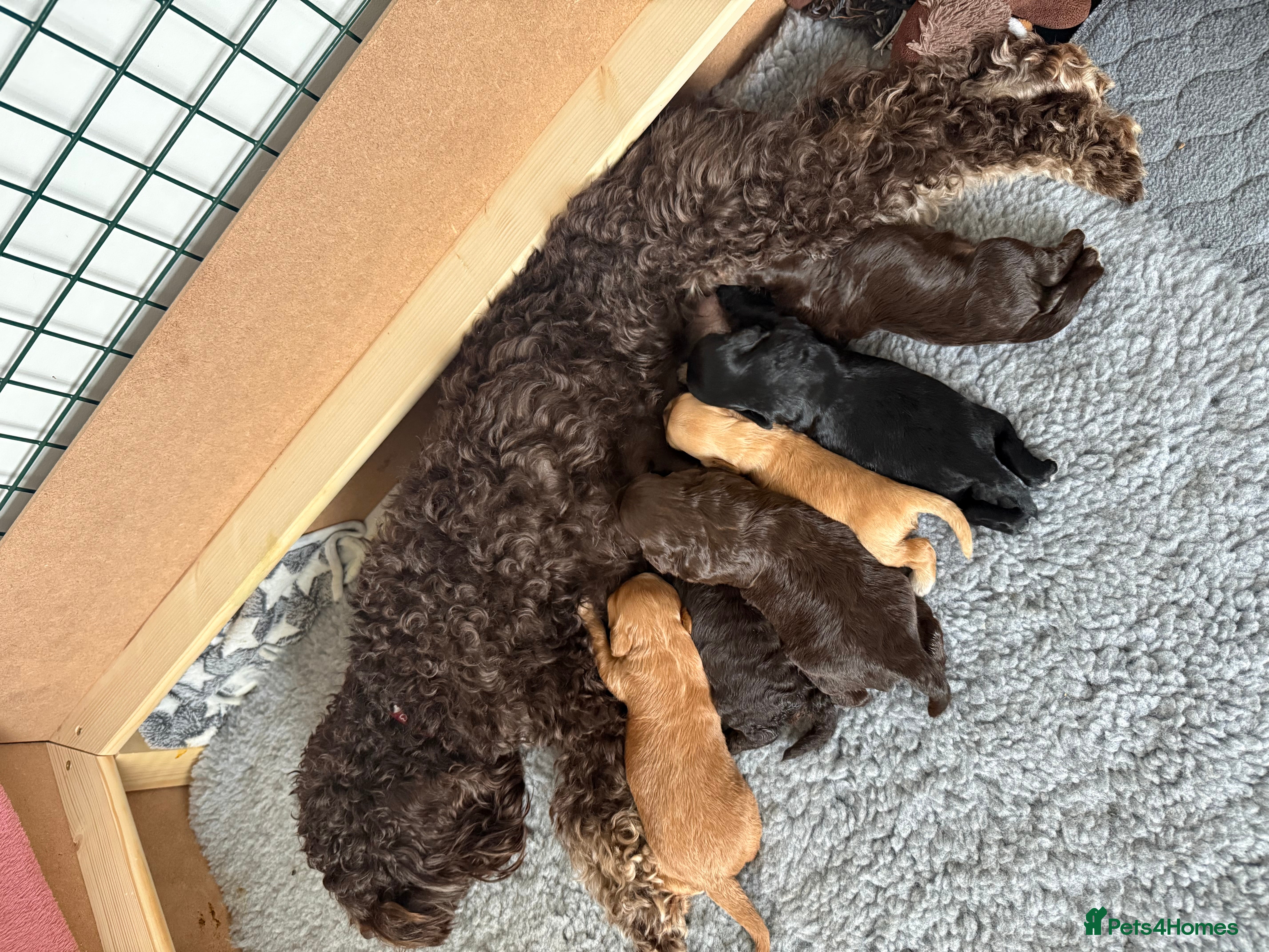 Cockapoo dogs F2 cockapoo puppies  - Advert 2