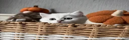 British Shorthair cats for sale: Exceptional Pedigree Silver British shorthairs 🩶 - Advert 4