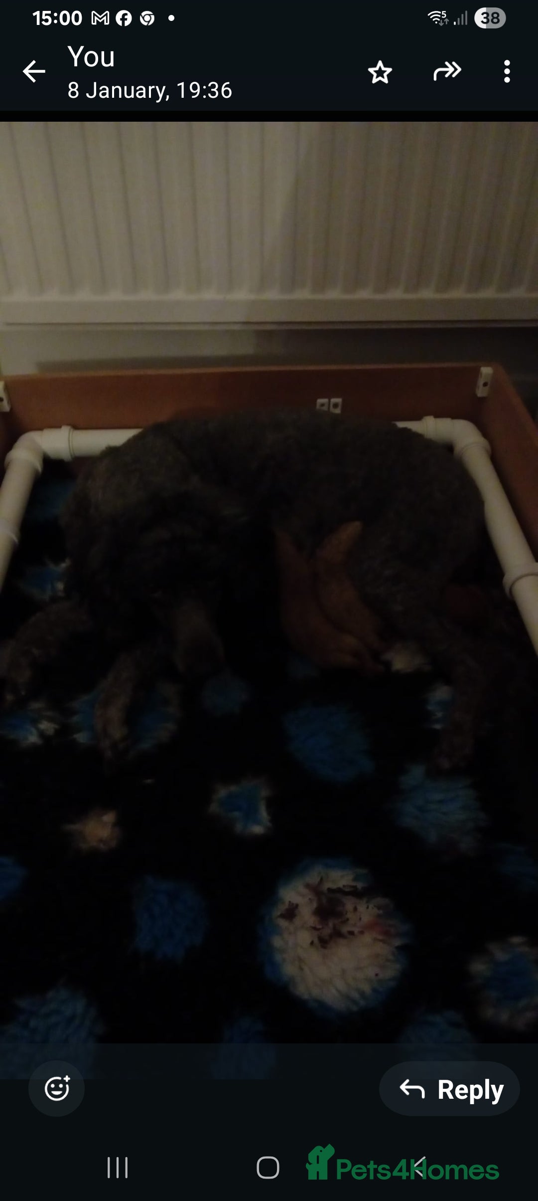 Miniature Poodle dogs Health Tested Miniature Poodles - 6 weeks old - Advert 1