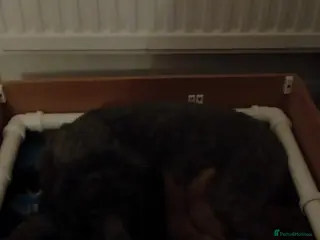 Miniature Poodle dogs Health Tested Miniature Poodles - 6 weeks old - Advert 2