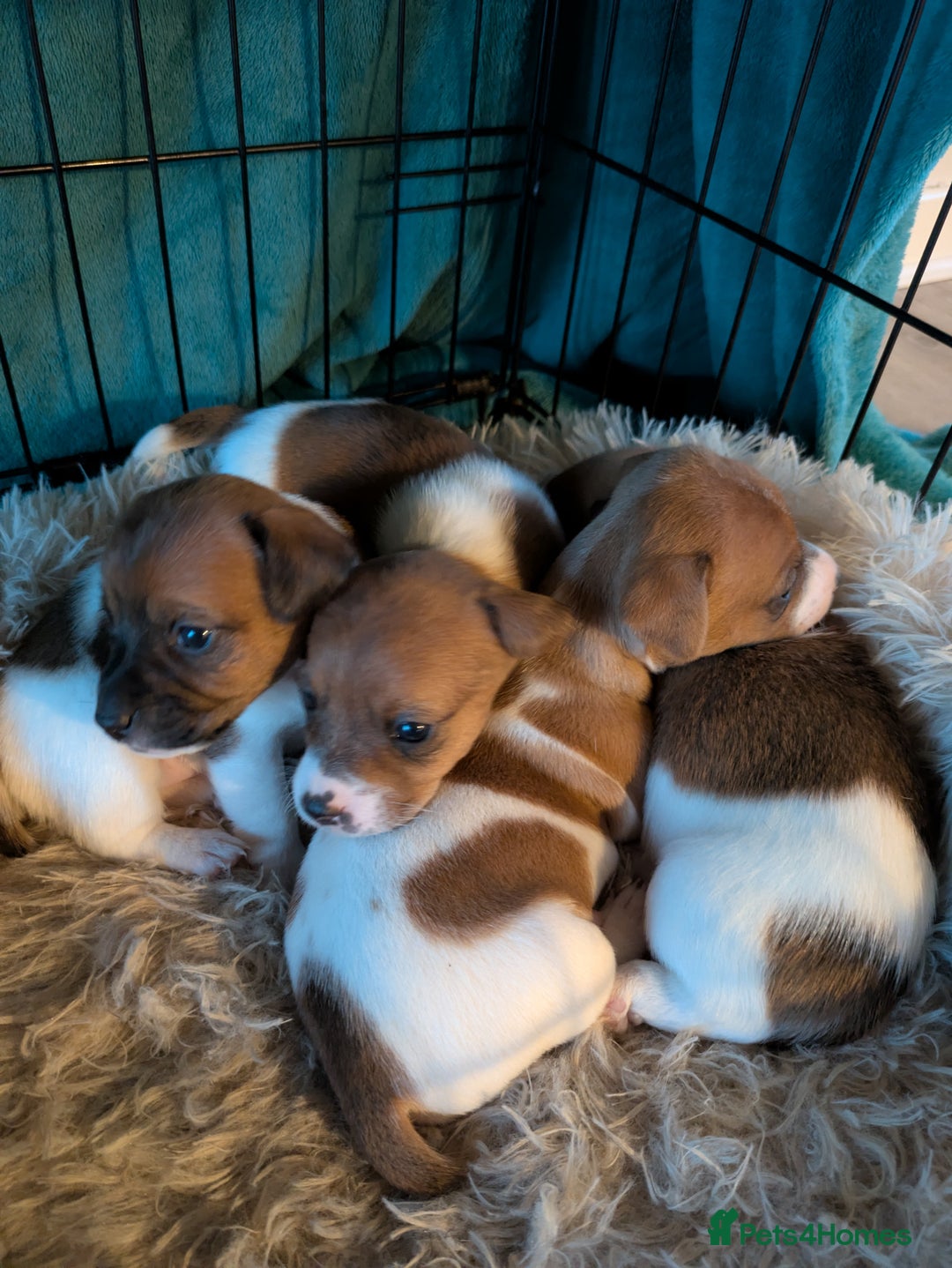 Jack Russell dogs for sale: Jack Russell puppies - Advert 4
