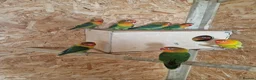 Chickens poultry for sale: 🐓 Serama Bantam Chickens 🐓 - Advert 15