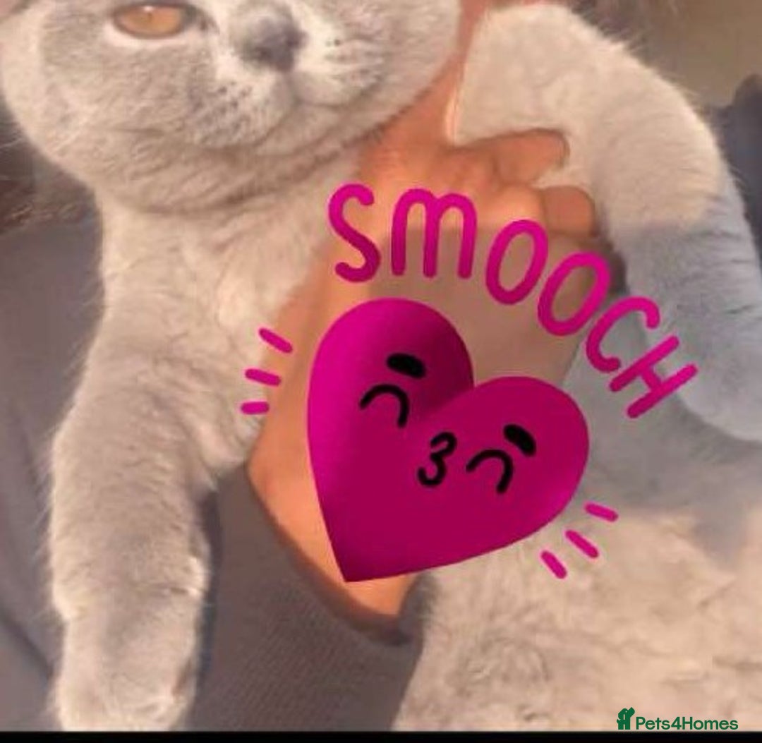 British Shorthair cats for sale: 3Year Old Male British ShortHair - Advert 3