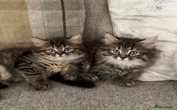 Persian cats for sale: Beautiful 1/2 Persian kittens (2girls 1 boy) - Image 1
