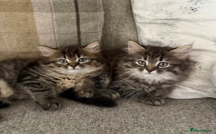 Persian cats - Advert 8