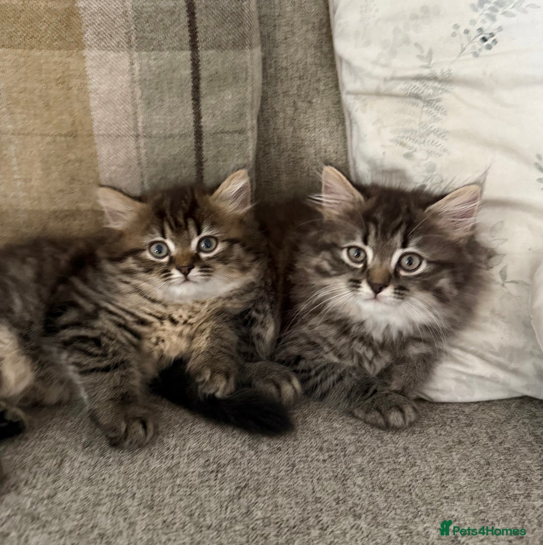 Persian cats for sale: Beautiful 1/2 Persian kittens (2girls 1 boy) - Image 1