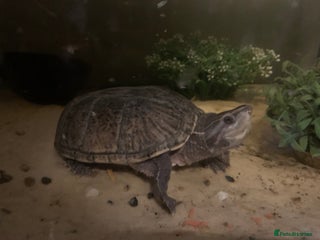 Terrapin reptiles in Wimborne - Advert 2