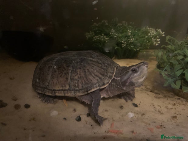 Terrapin reptiles in Wimborne - Advert 2