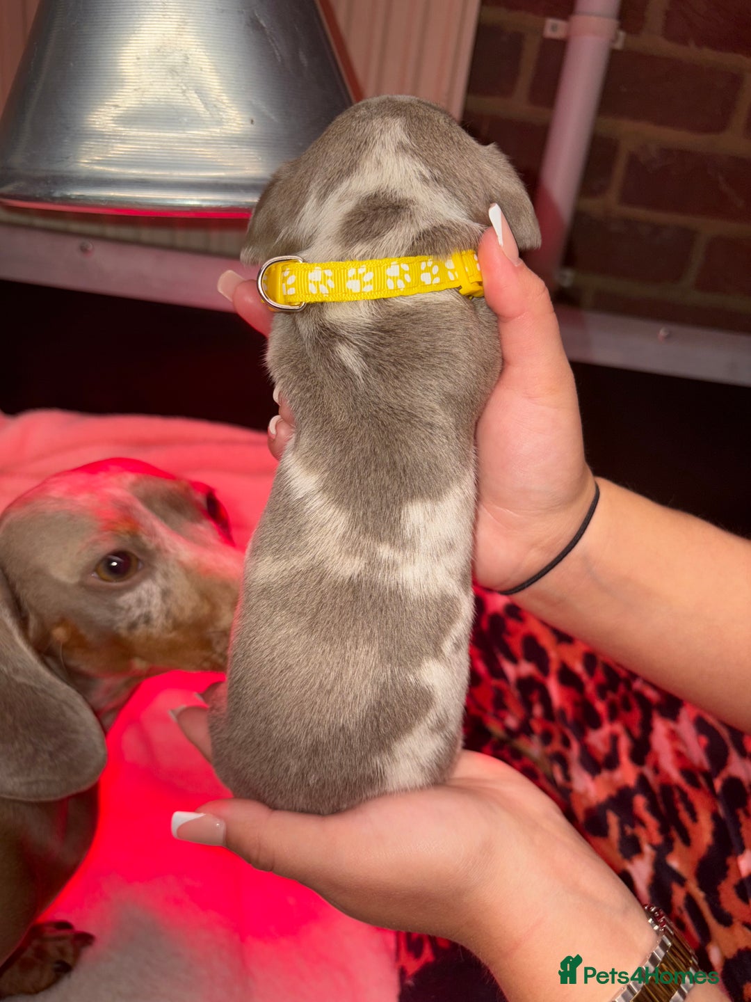 Miniature Dachshund dogs for sale: 4 Beautiful isabella Tan&Dapple mini dachshunds - Advert 6