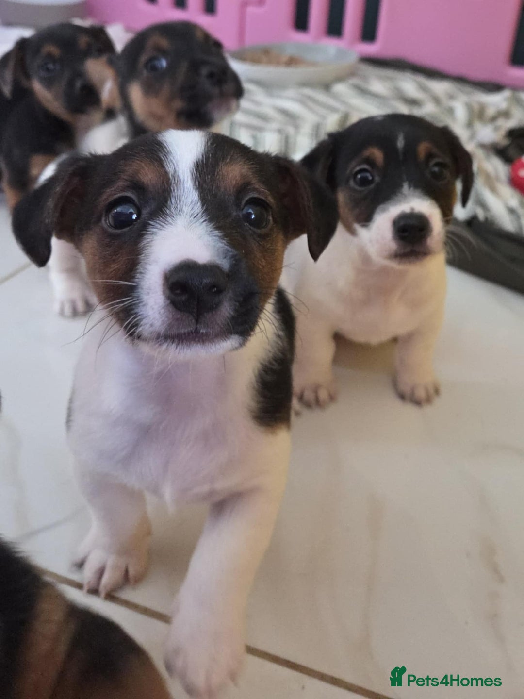 Jack Russell dogs for sale: Jack Russell pups - Image 21