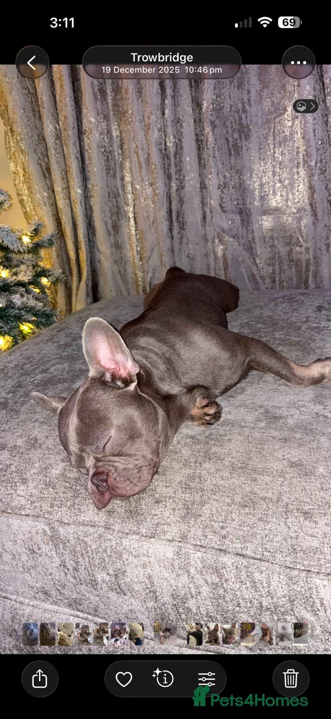 French Bulldog dogs for sale: French Bulldog  in Trowbridge - Advert 2