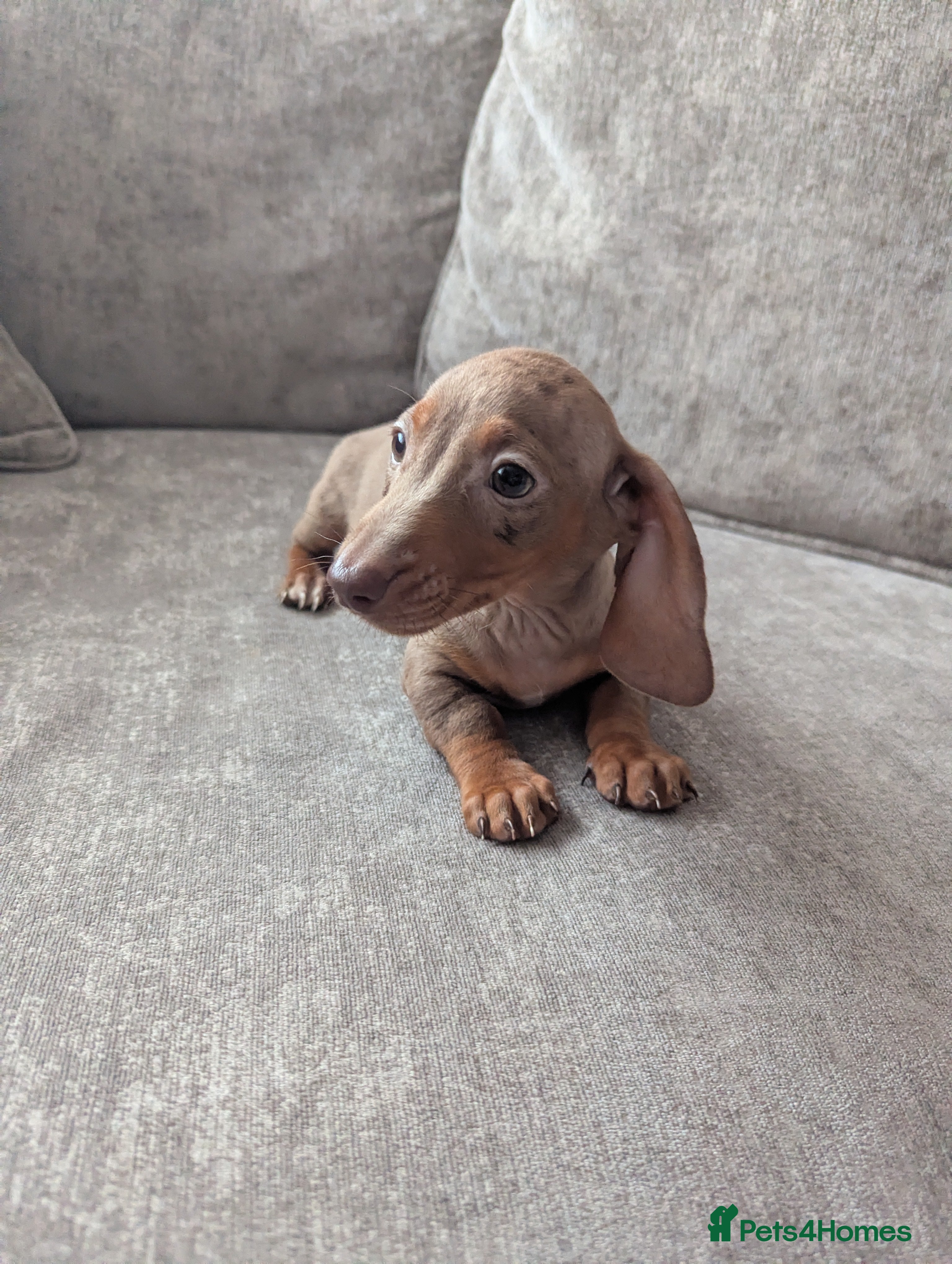 Miniature Dachshund dogs Miniature dachshund puppies  - Advert 15