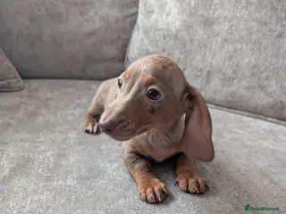 Miniature Dachshund dogs Miniature dachshund puppies - Advert 15