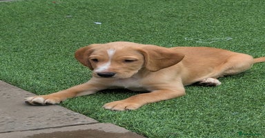 Bocker dogs - Advert 7