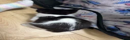 Mixed Breed cats for sale: Beautiful Kittens Looking for Loving Homes 🐱💕 - Advert 14