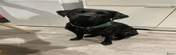 Labrador Retriever dogs for stud: Proven Stud Labrador Retriever - KC Registered - Advert 3