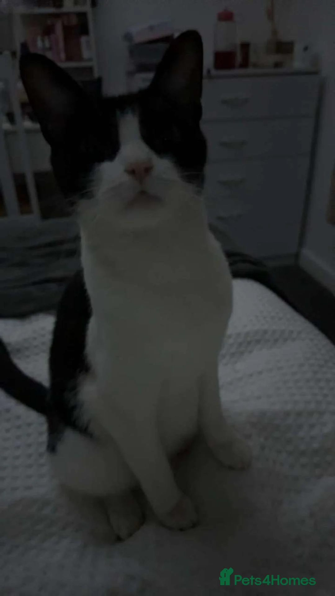 Mixed Breed cats for sale: Kittens for sale  in Bedworth - Advert 1