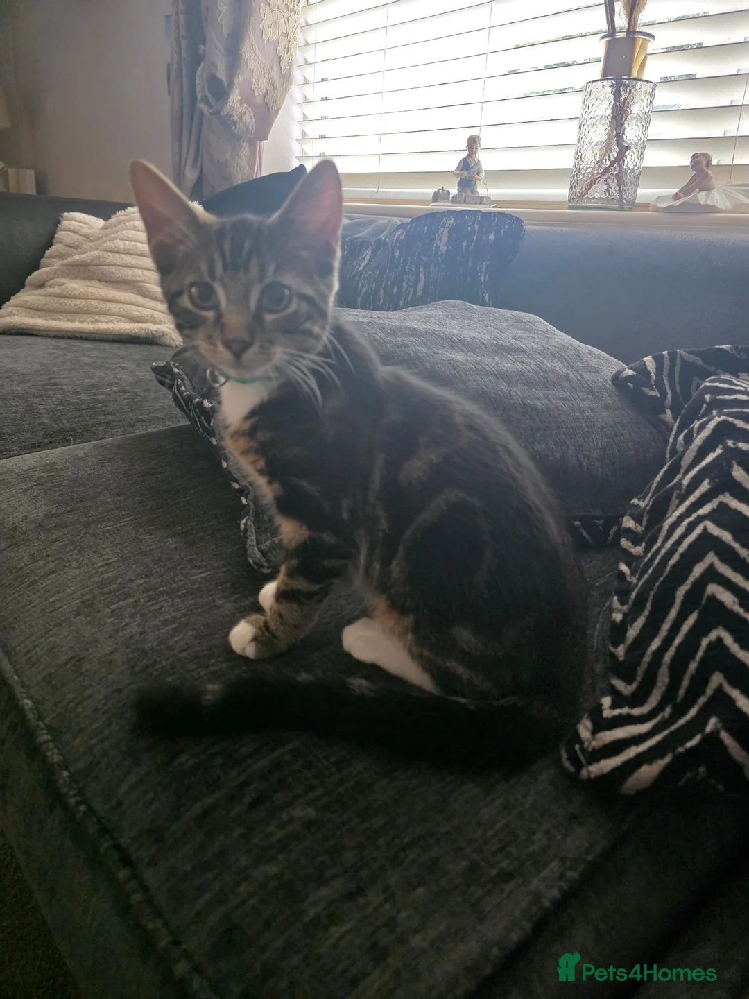 Domestic Shorthair cats for sale: Short haird kitten for sale - Advert 2