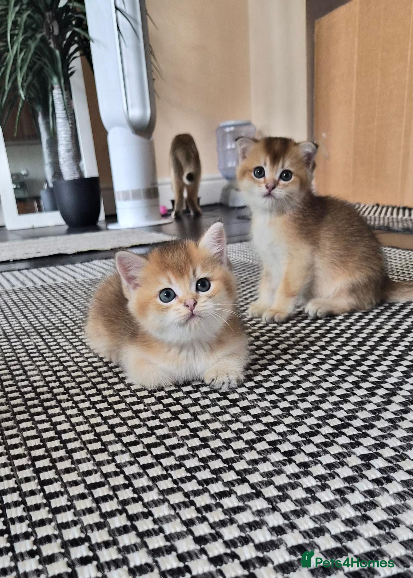 Scottish Fold cats Adorable Scottish kittens - Advert 1