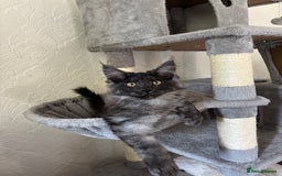 Maine Coon cats for sale: Brother and sister Maine coon kittens - Image 7