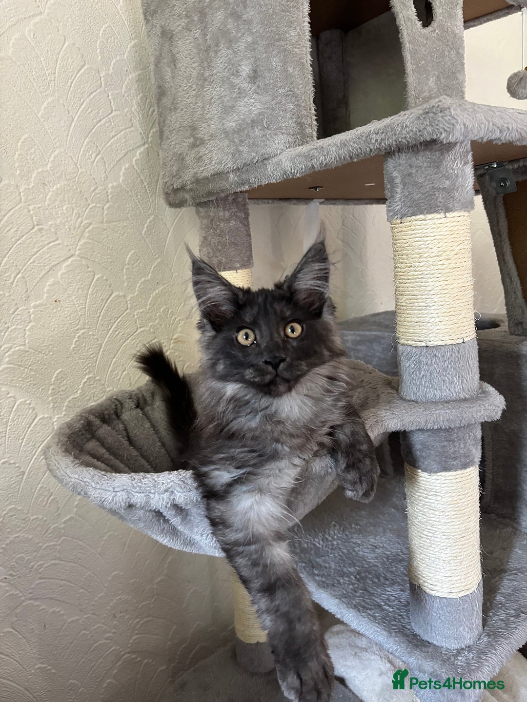 Maine Coon cats for sale: Brother and sister Maine coon kittens - Image 7