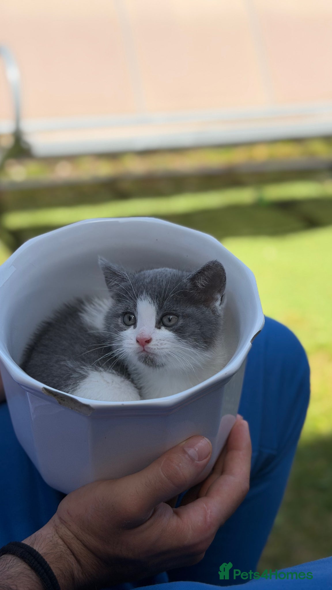Scottish Fold cats for sale: Scottish fold grey and white kitten  - Advert 4
