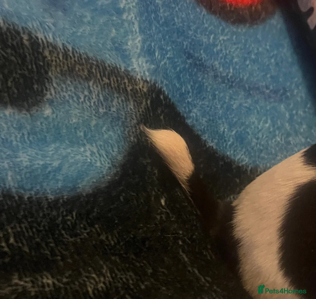 Jack Russell dogs for sale: Miniature rare natural bobtailed jack Russells - Advert 40