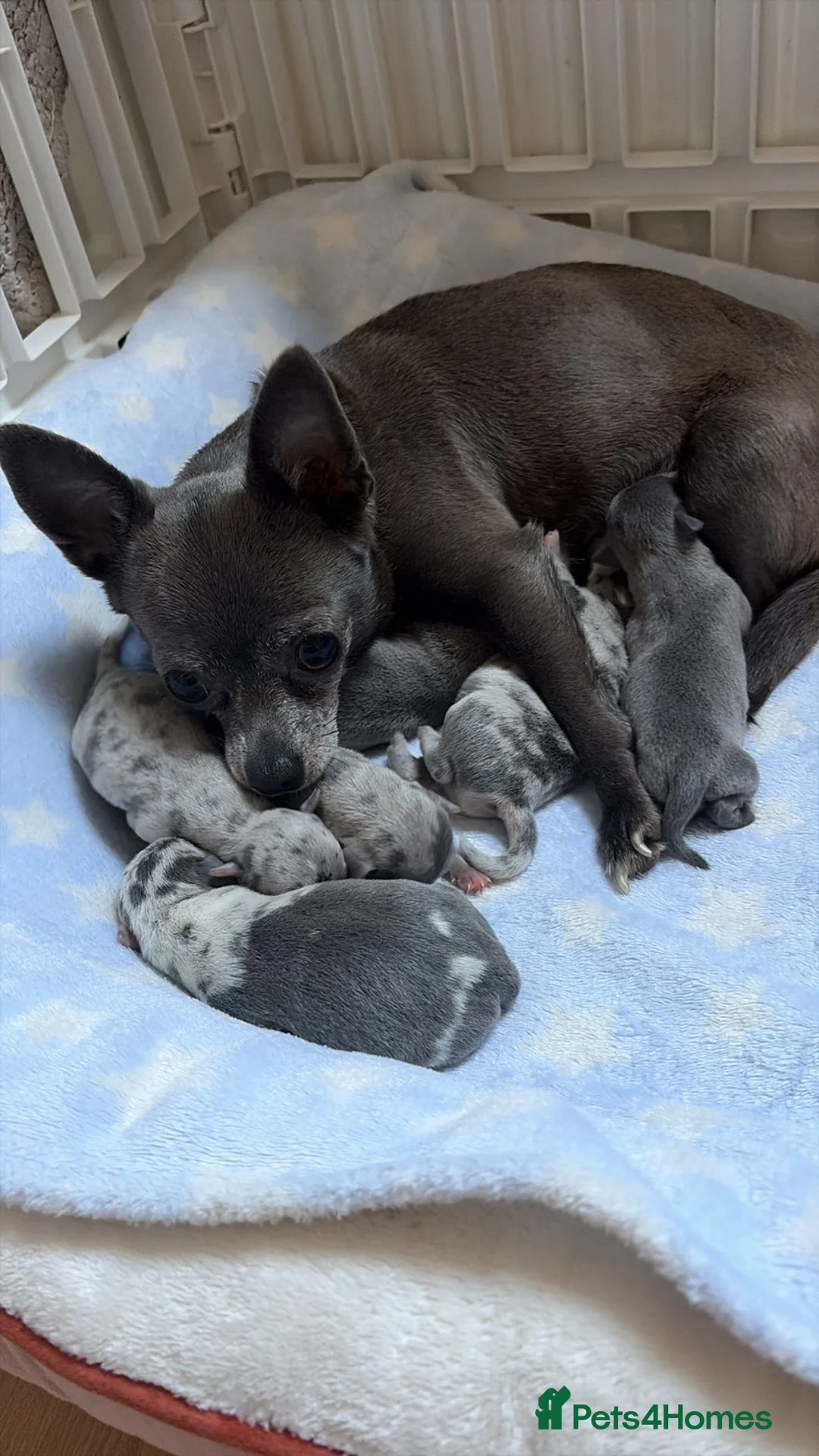 Chihuahua dogs for sale: 6 beautiful chihuahuas  - Advert 1