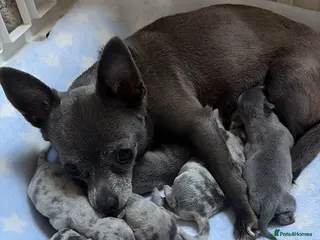 Chihuahua dogs 6 beautiful chihuahuas - Advert 1