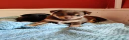 Mixed Breed dogs for sale: Dameranian Puppy for sale in Plymouth - Advert 5