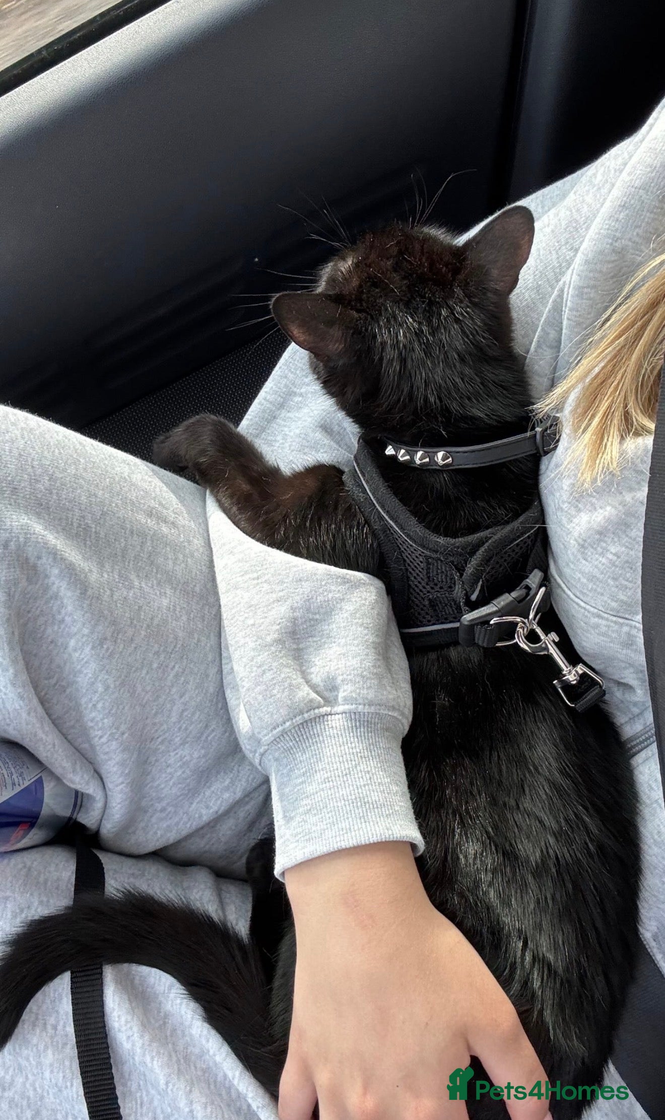 Mixed Breed cats 2 years old girl looking for a new home  - Advert 1