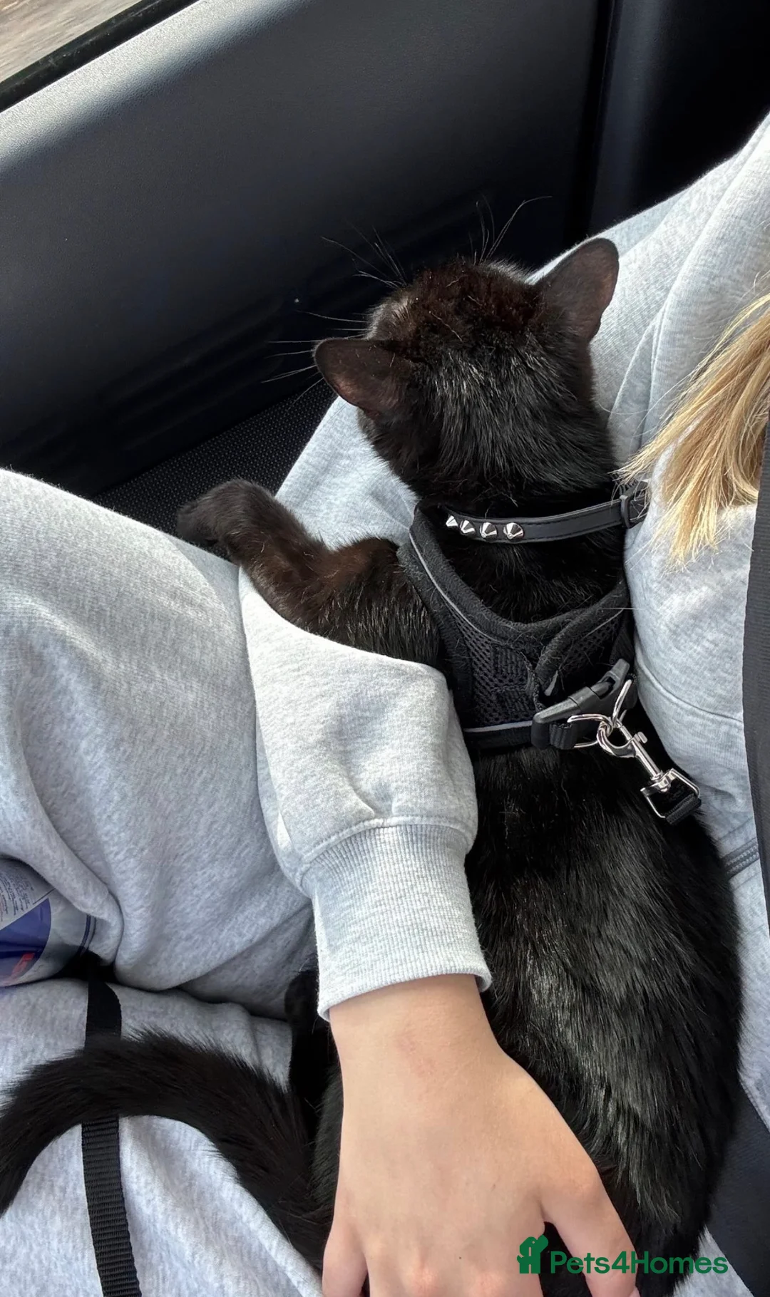 Mixed Breed cats for sale: 2 years old girl looking for a new home  - Advert 1