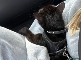 Mixed Breed cats 2 years old girl looking for a new home - Advert 1