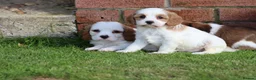 Cavachon dogs for sale: Beautiful Cavachon puppies for sale - Advert 32
