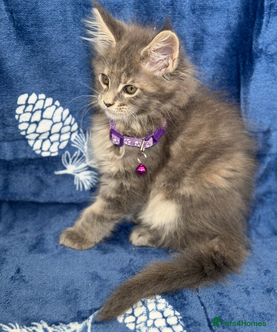 Maine Coon cats for sale: Pedigree MainCoon Kittens  - Image 27