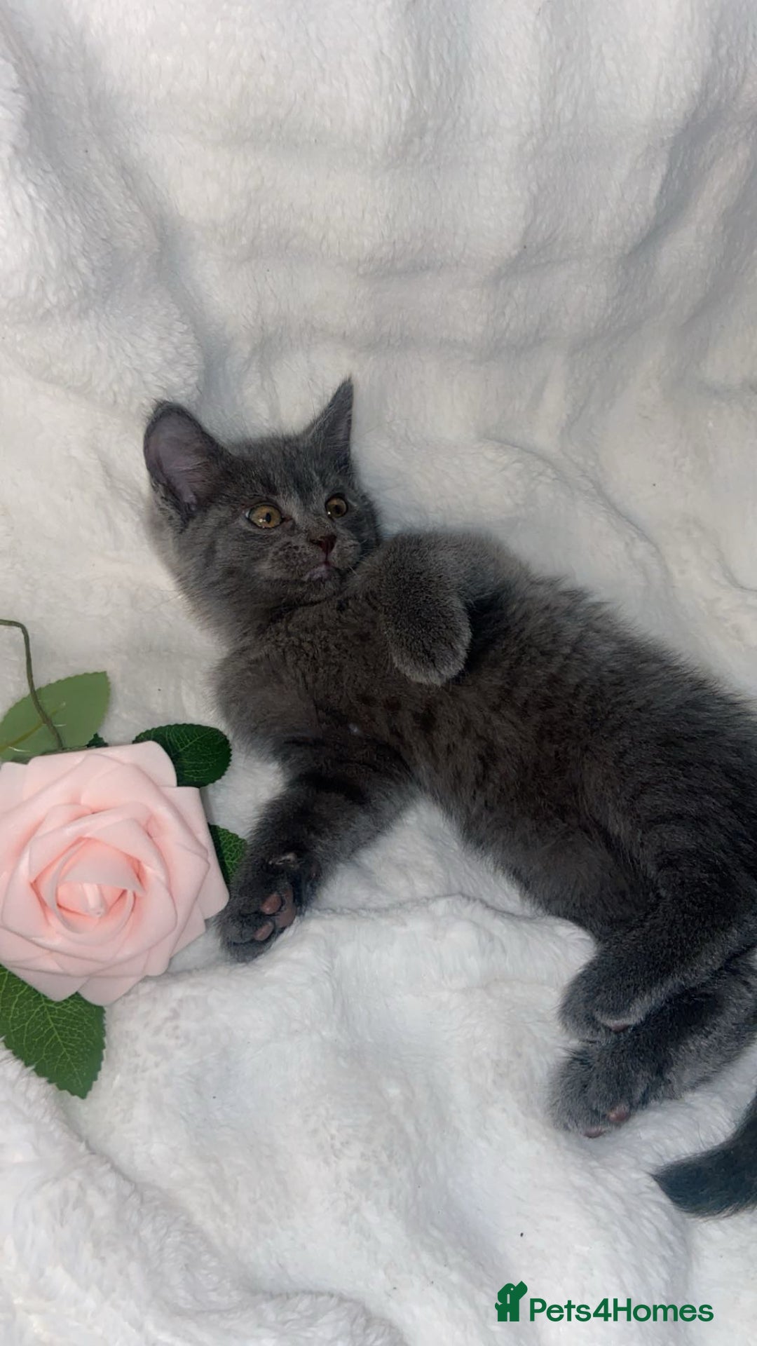 British Shorthair cats for sale: British shorthair x sypnx kitten for sale - Advert 3