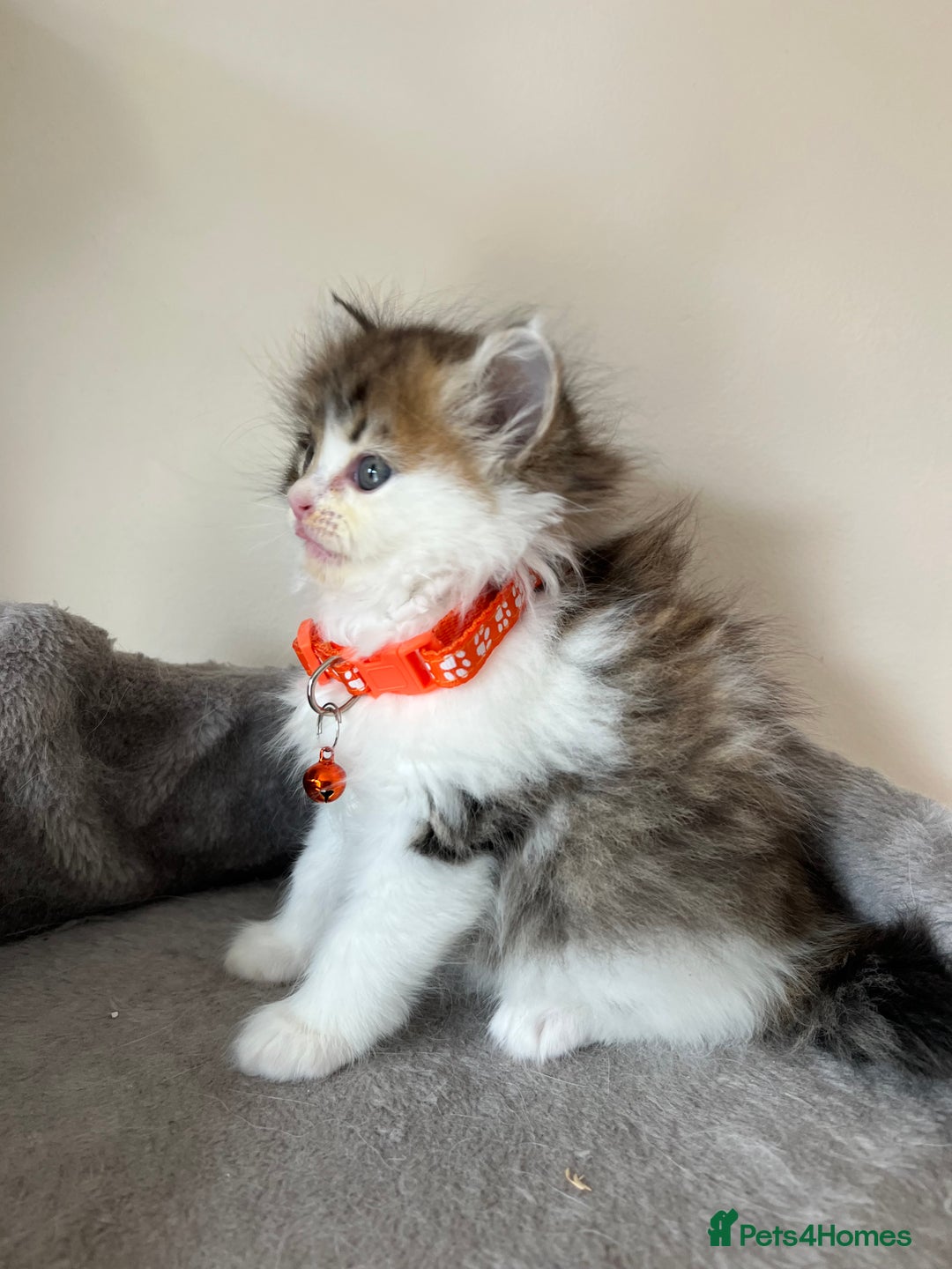 Turkish Angora cats for sale: Turkish Angora/Persian Chanchilla kittens for Sale - Image 12