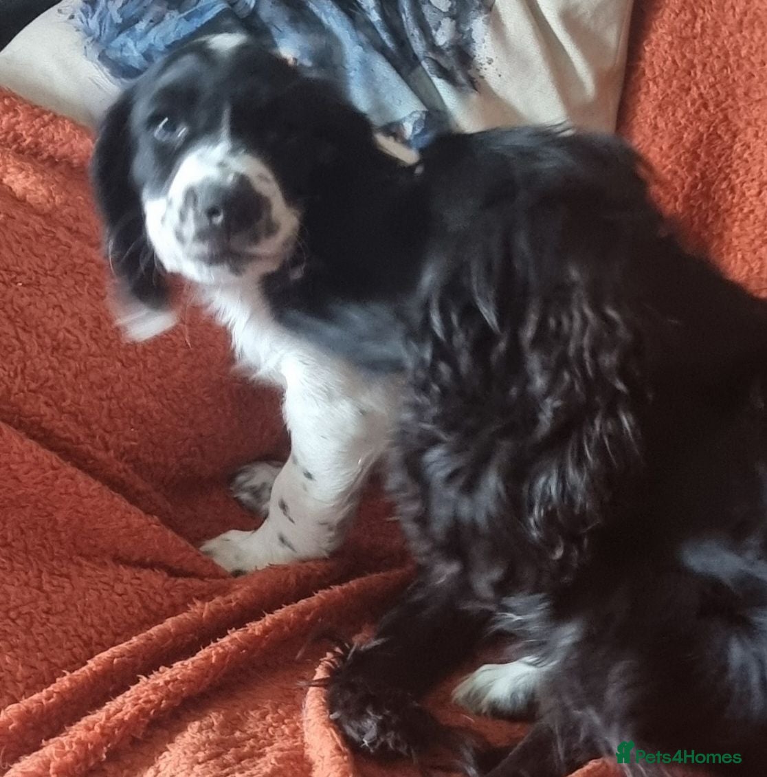 Cocker Spaniel dogs Quality KC/DNA clear Cocker spaniel pup  - Advert 1