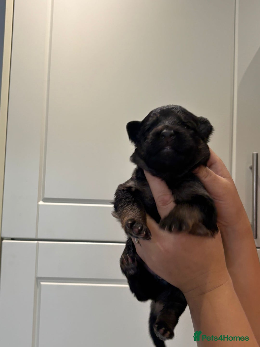 German Shepherd dogs for sale: 11 Cute German Shepherds!  - Image 29