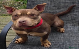 American Bully dogs for sale: Pocket bully - Image 1