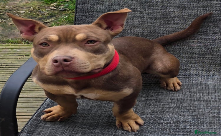 American Bully dogs - Advert 1