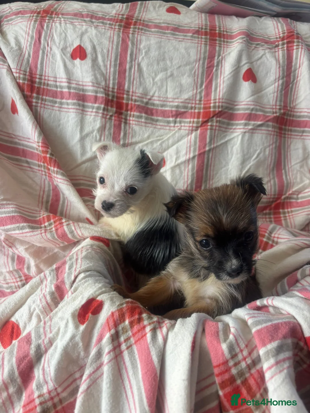 Mixed Breed dogs for sale: Beautiful Chalky puppies in Bristol - Advert 2