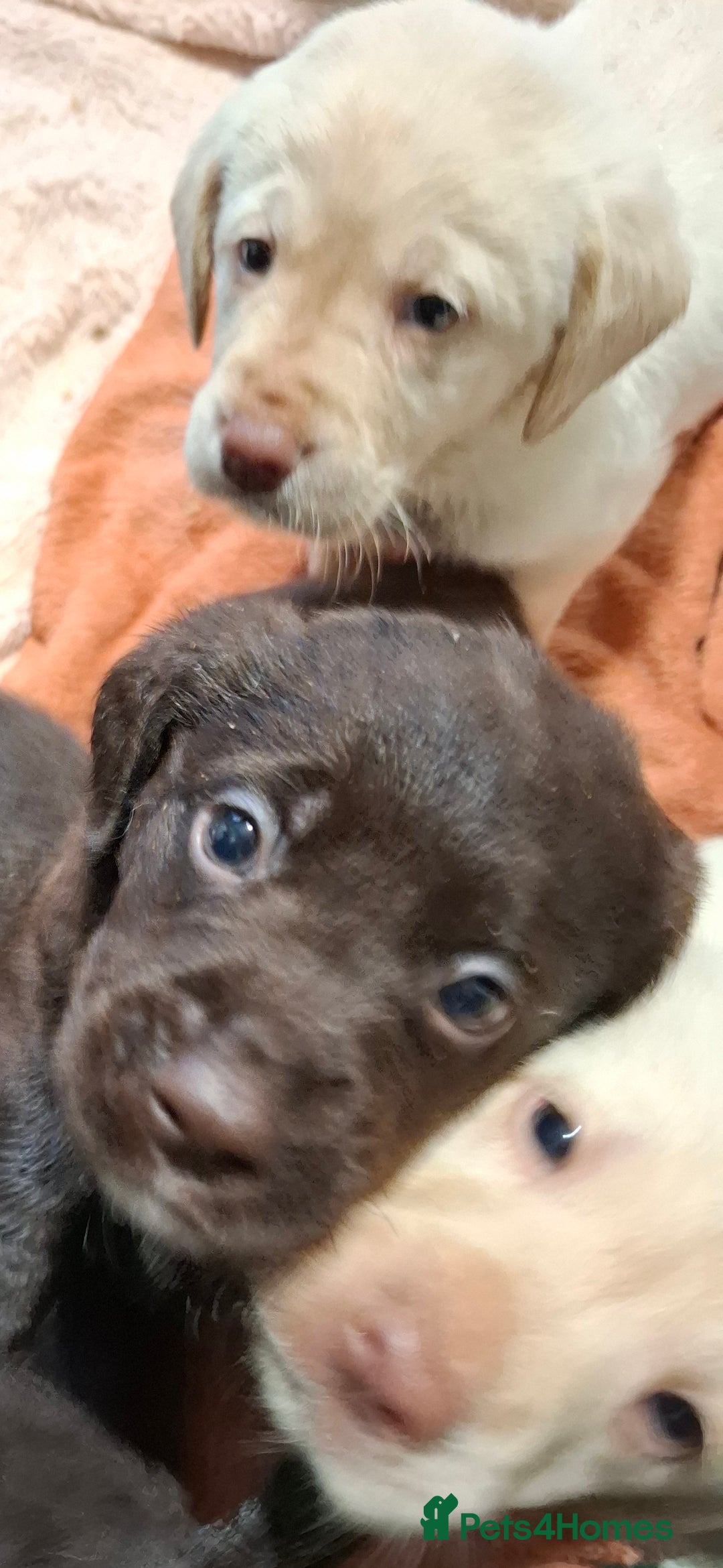 Labradoodle dogs for sale: Beautful labradoodle puppies available for sale  - Advert 15