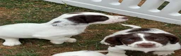 English Springer Spaniel dogs for sale: HEALTH TESTED QUALITY ENGLISH SPRINGER SPANIELS  - Advert 24