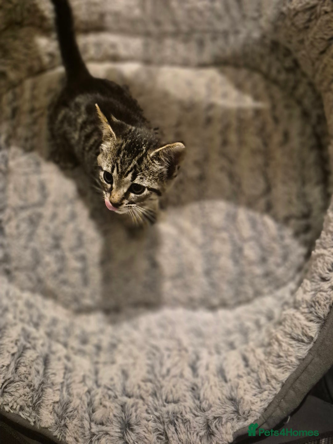 British Shorthair cats for sale: Kittens british shorthair bombay mix - Image 5