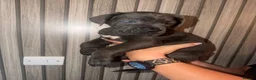 Cane Corso dogs for sale: Cane corso puppies  - Advert 22