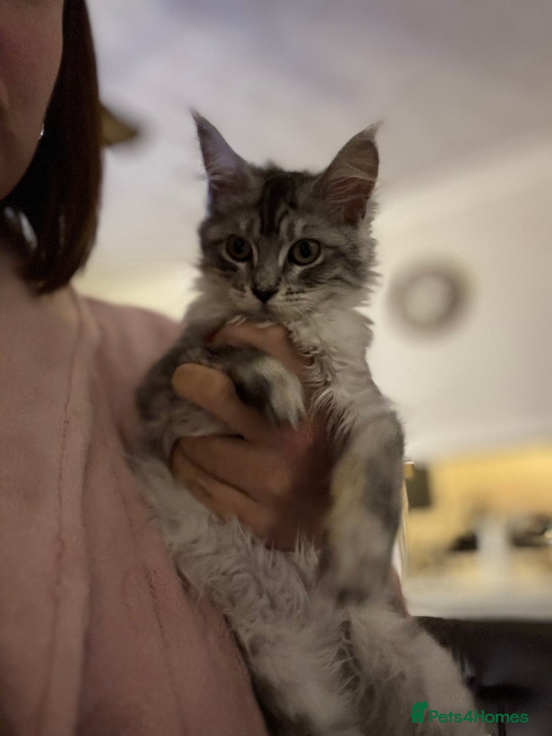 Maine Coon cats for sale: Female Mainecoon for sale - Image 4