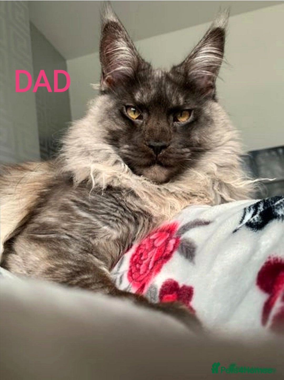 Maine Coon cats for sale: SHOW QUALITY MAINE COON KITTENS  - Image 17