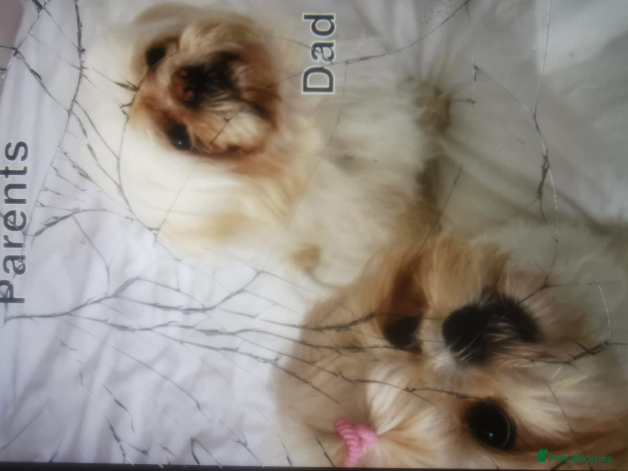 Shih Tzu dogs Beautiful  fluffy babies  - Advert 1
