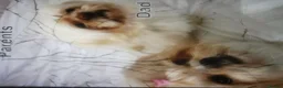 Shih Tzu dogs for sale: Beautiful  fluffy babies  in Bedford - Advert 1